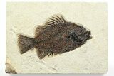 Detailed Fossil Fish (Cockerellites) - Wyoming #356743-1